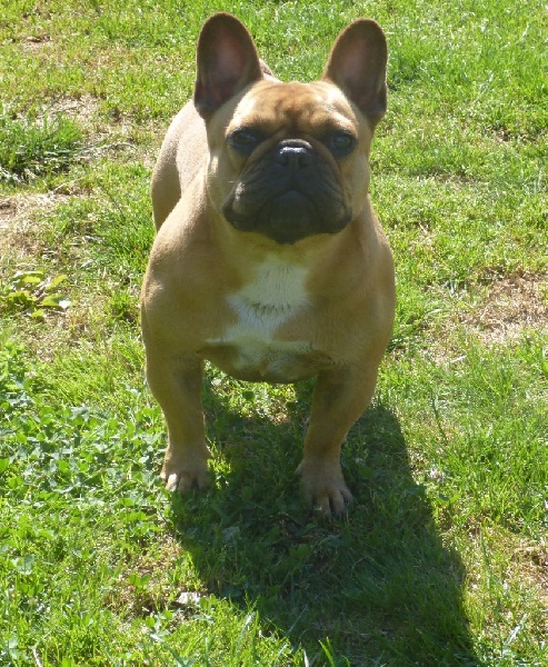 Halya ciao bella des Ulyskanes du Fleury