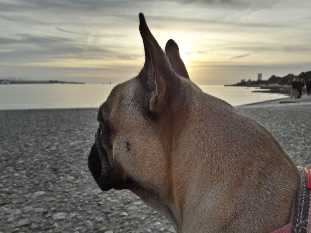 Lily jade espérance des Ulyskanes du Fleury