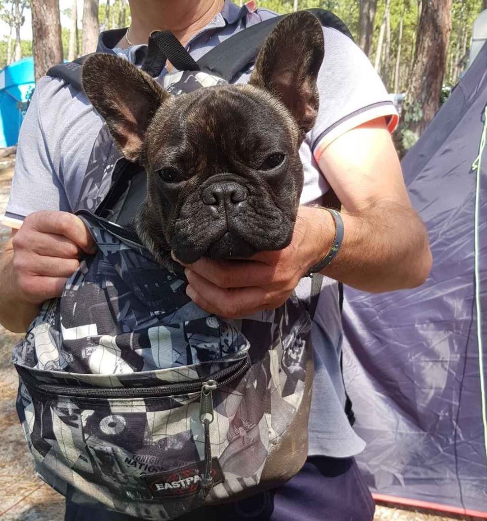 Pépito me corazon des Ulyskanes du Fleury