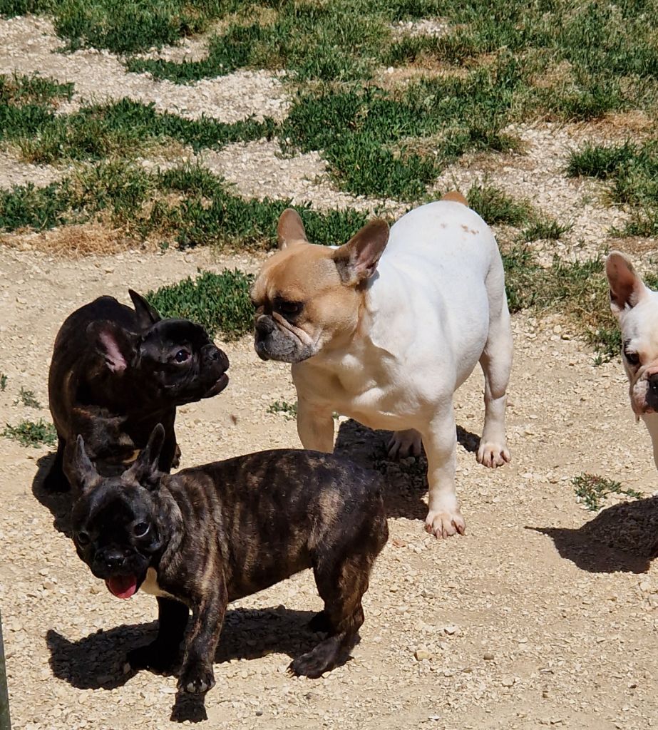 des Ulyskanes du Fleury - Des chiots bringés disponibles 