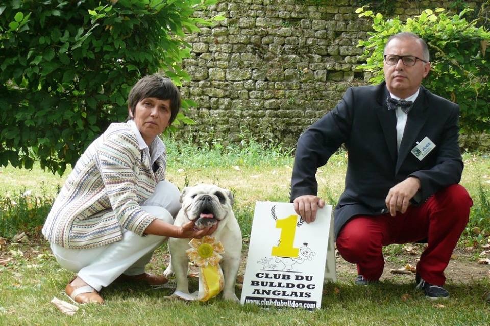 des Ulyskanes du Fleury - Spéciale Bulldog Anglais à Maltot.