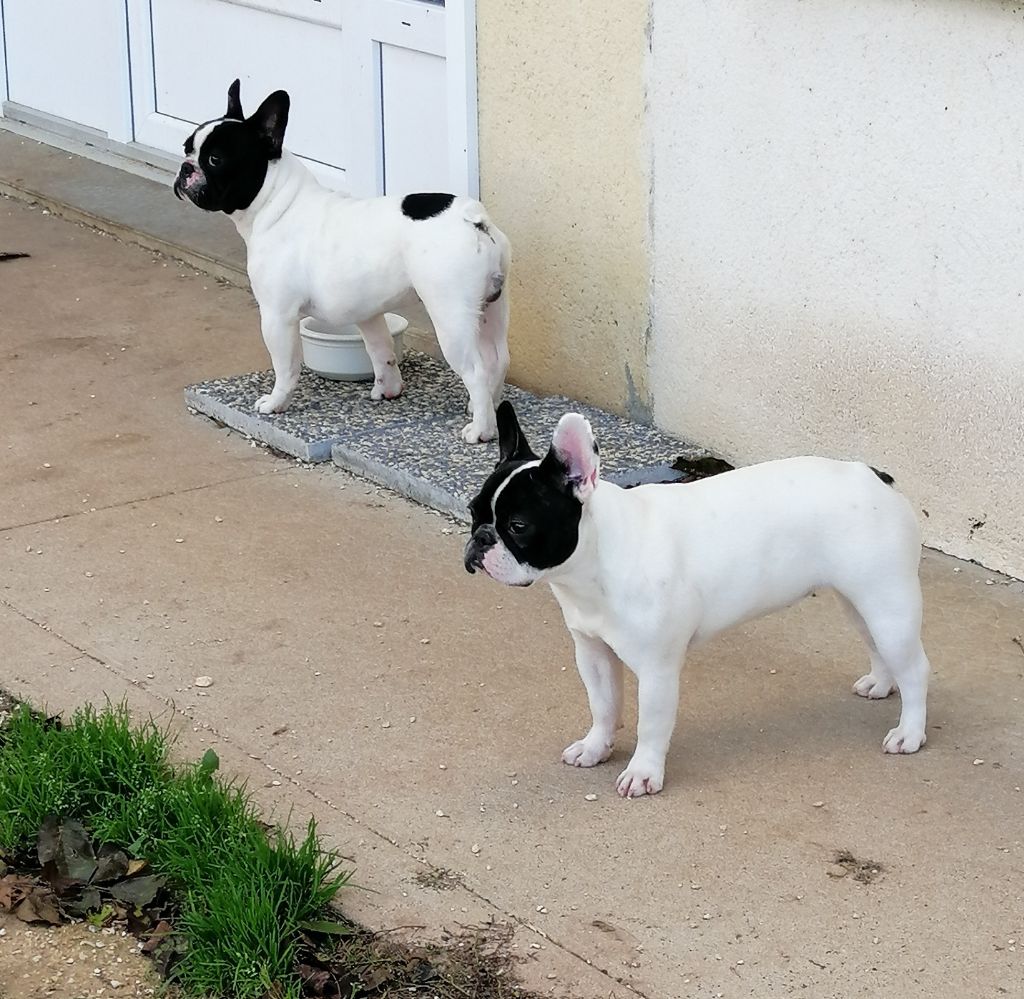 des Ulyskanes du Fleury - Rasta et Romy