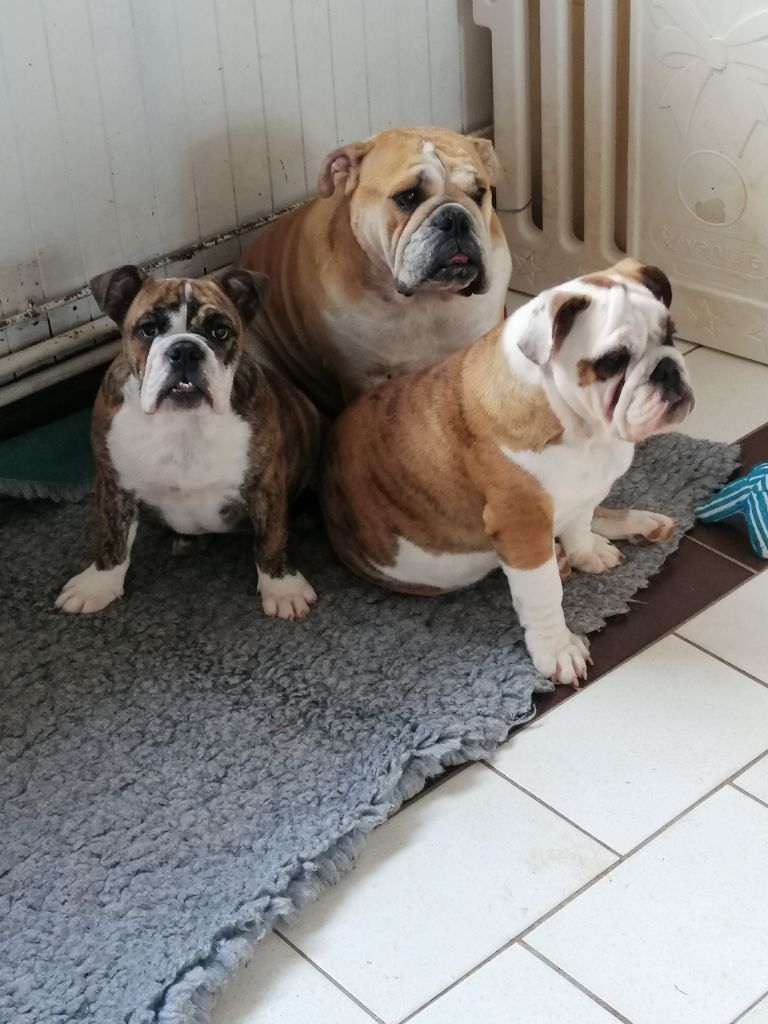 Rebecca, Rosy et leur maman Lady