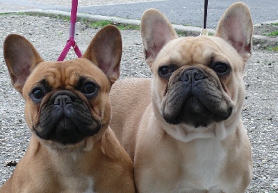 Ce qu'ils sont devenus : les chiots d' Eden bergamote et de Balthazar