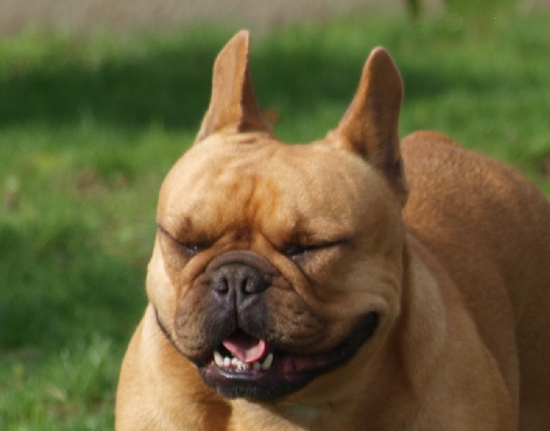 Les grimaces de bouledogues