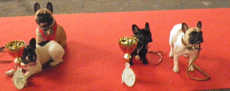 Des bouledogues nés aux Ulyskanes font les stars.