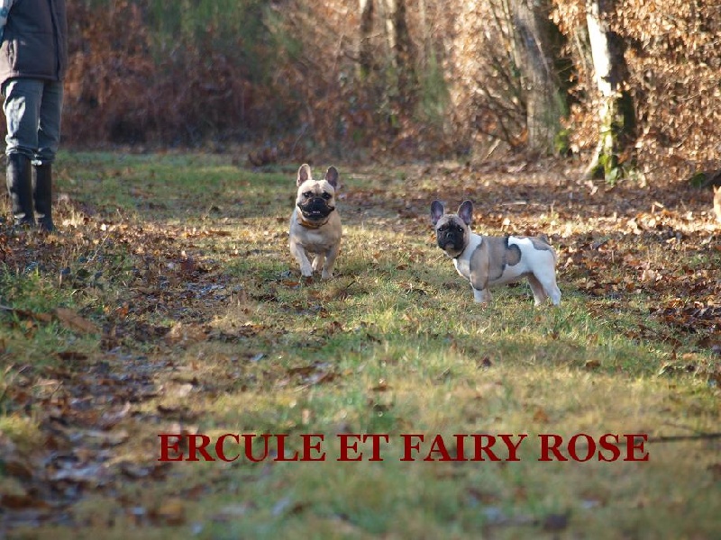 Promenons nous dans les bois...