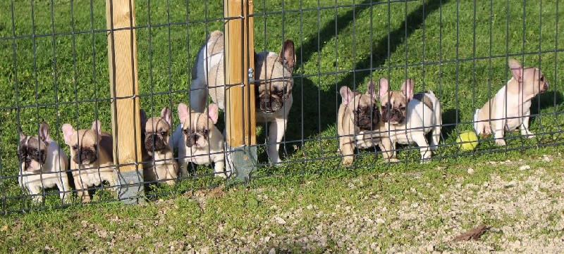 des Ulyskanes du Fleury - Bouledogue français - Portée née le 17/04/2016