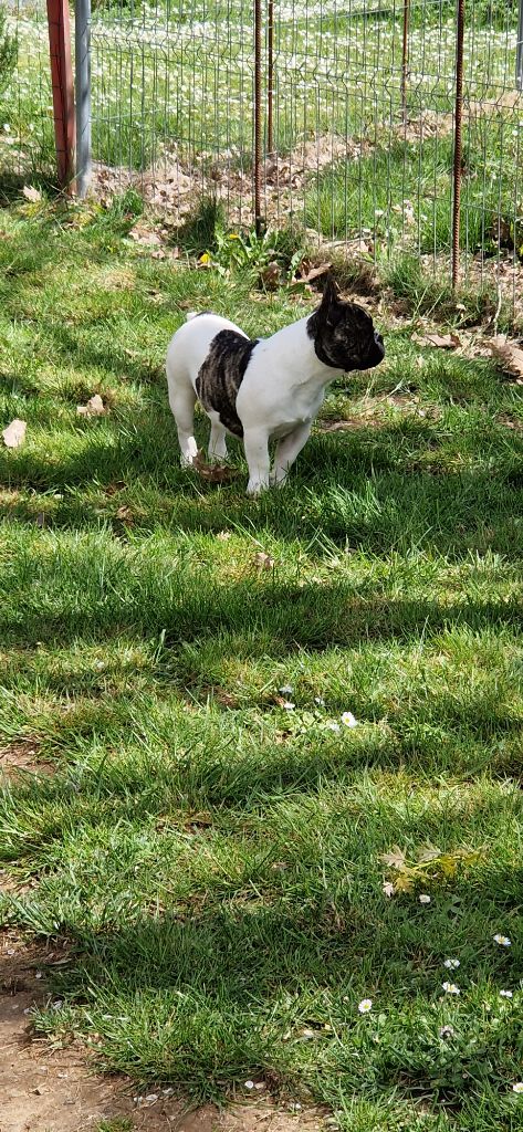 des Ulyskanes du Fleury - Chiots disponibles - Bouledogue français