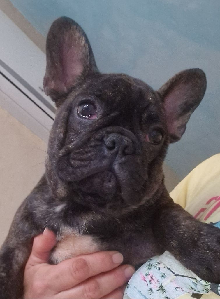 des Ulyskanes du Fleury - Chiots disponibles - Bouledogue français